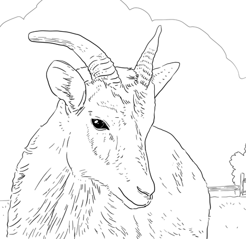 Female Big Horn Sheep Coloring Page